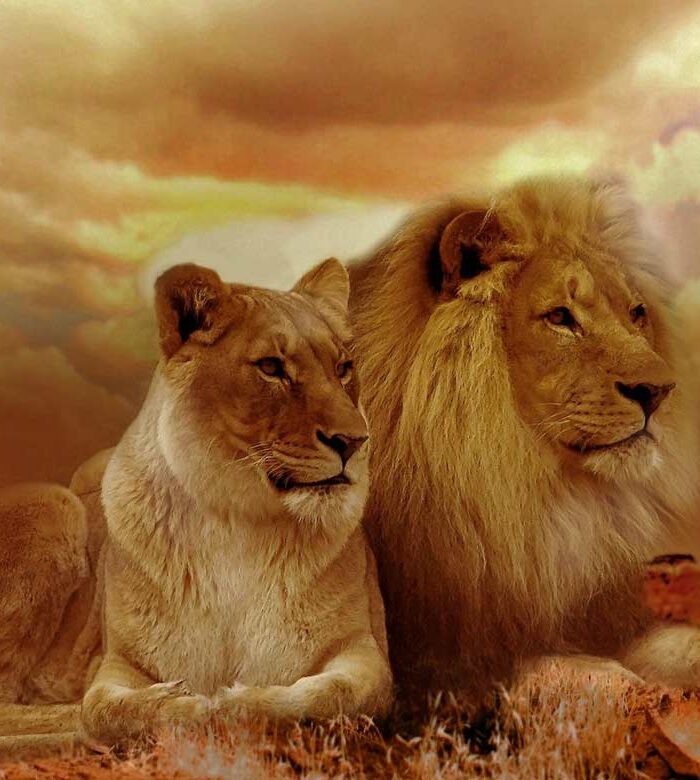 Pair of Adult Lions