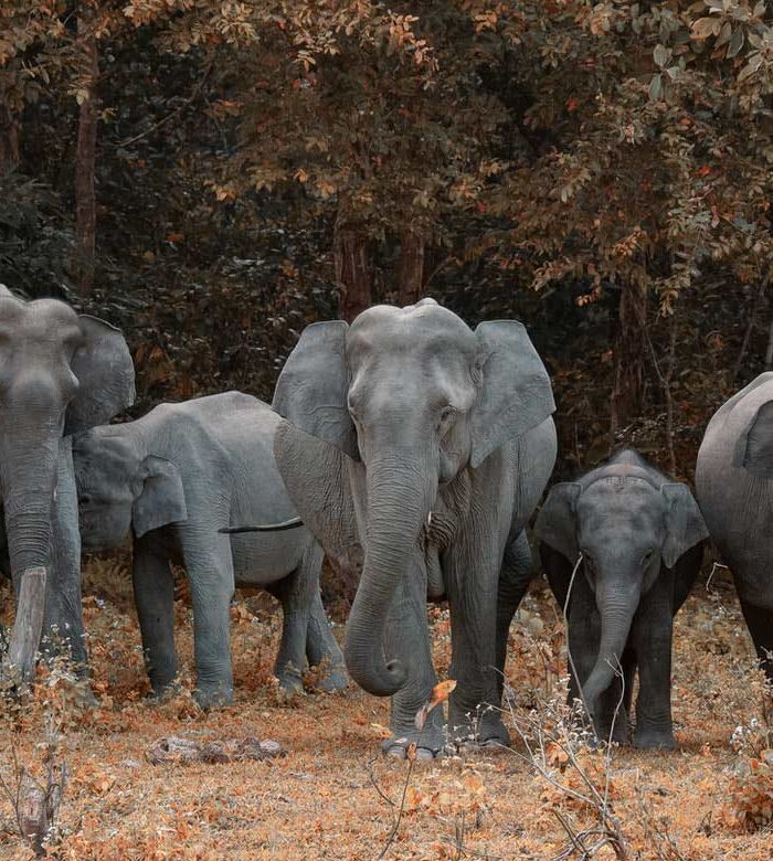 Elephants in Park